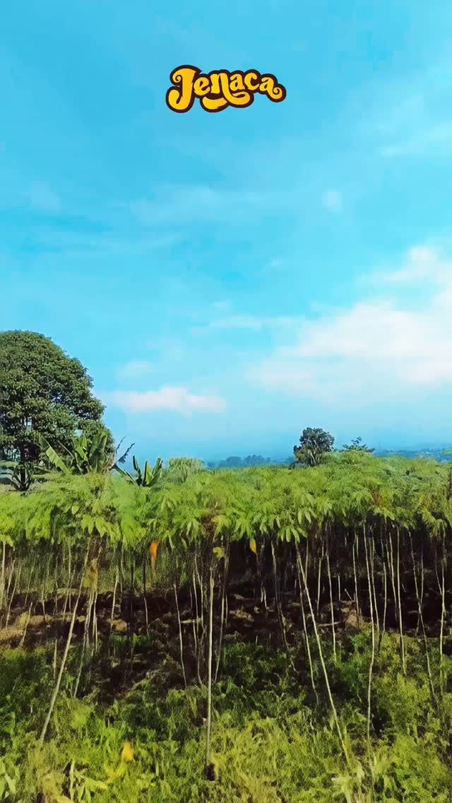 Dari tanah jadi pilihan,
Dipilih bukan asal-asalan.
Alami, bebas gluten nyatanya, 
Jenaca kriuknya bercerita.

#kriukhijau 
#Jenaca
#singkongnyalokal 
#kecimpring